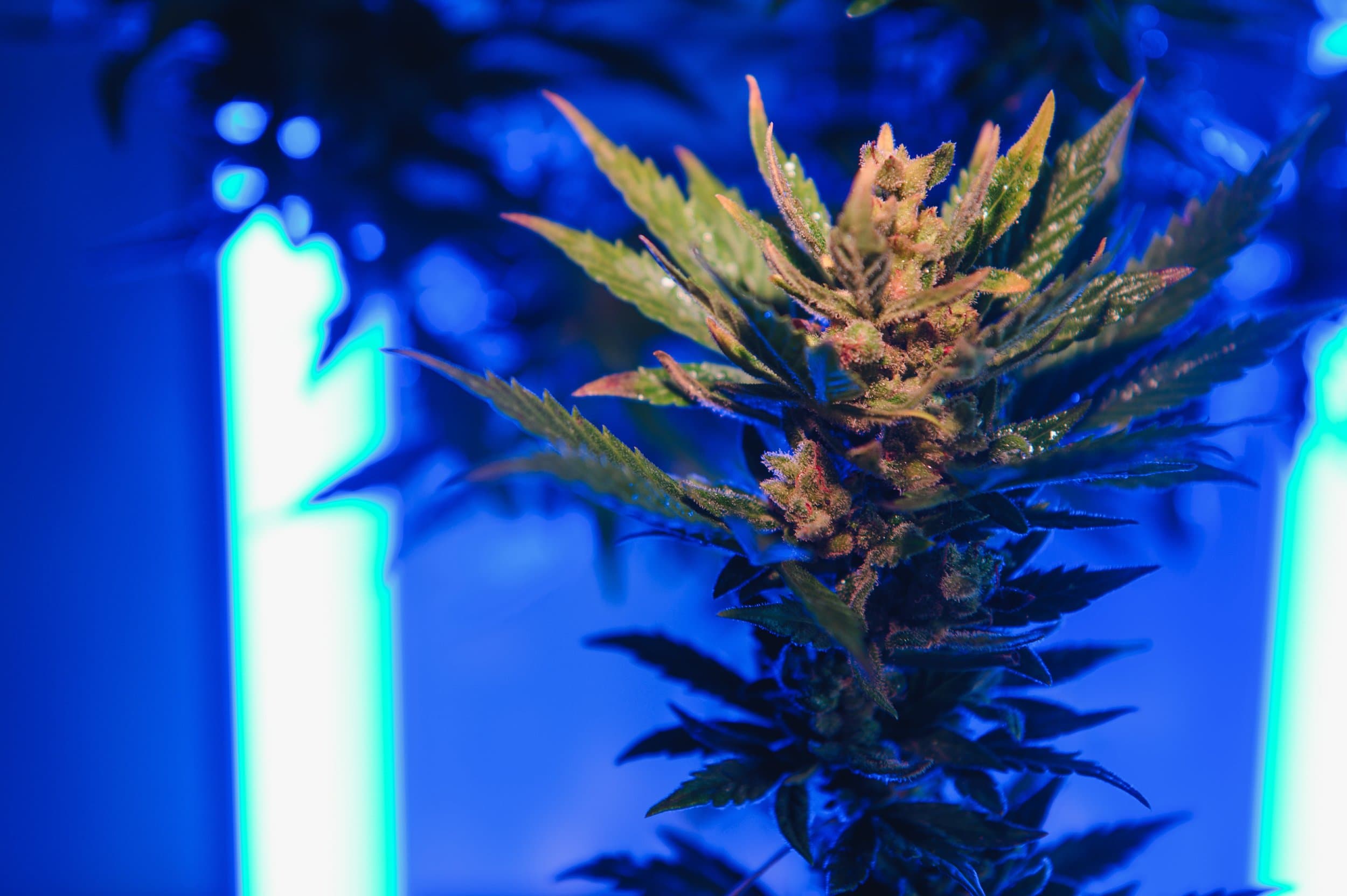 The Impact of Technology on the Future of Cannabis Retail