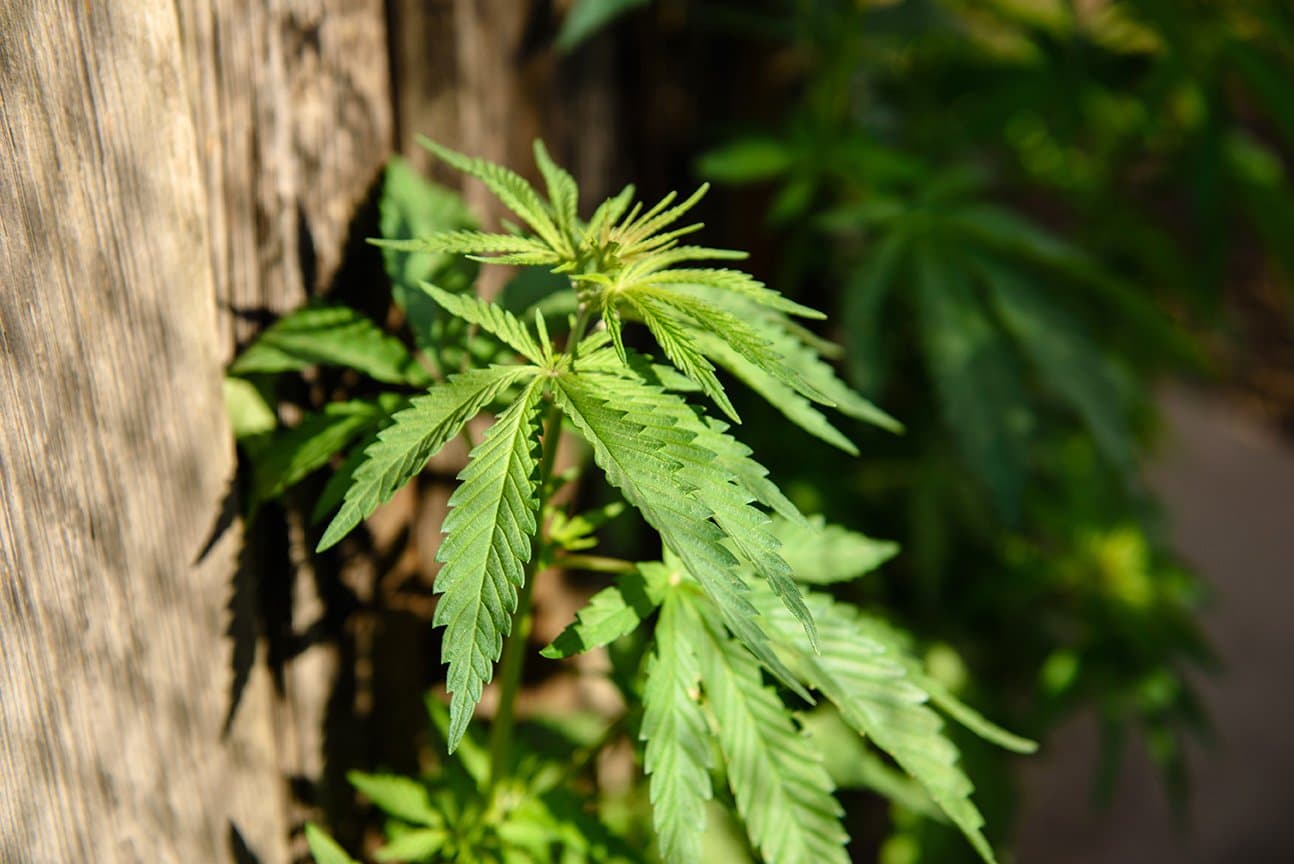 Comprehensive Product Knowledge Training for Dispensary Staff